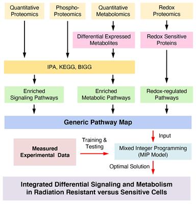 Redox integration of signaling and metabolism in a head and neck cancer model of radiation resistance using COSMRO